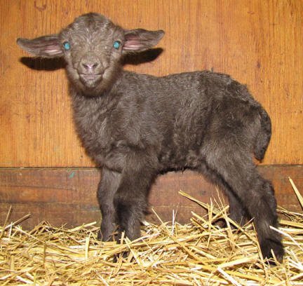 Pygora goats at: www.hawksmtnranch.com